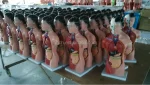 15 Parts 42CM Female Human Torso Anatomical Model PVC Material XC Brand ISO Certified Model XC-202B Medical School Use 14 Month