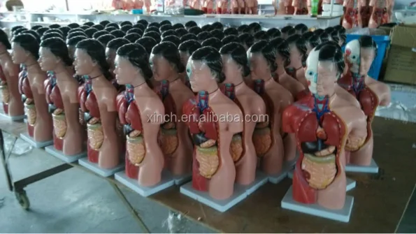 15 Parts 42CM Female Human Torso Anatomical Model PVC Material XC Brand ISO Certified Model XC-202B Medical School Use 14 Month