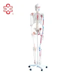 180cm Human Skeleton Models with Muscles Ligaments Over 200 Bones ISO Certified 3-Year Warranty Medical Teaching Use Xinch Brand