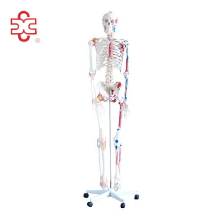 180cm Human Skeleton Models with Muscles Ligaments Over 200 Bones ISO Certified 3-Year Warranty Medical Teaching Use Xinch Brand