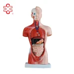 26CM PVC Torso 15 Parts Medical Science Human Body Model Mannequin Xincheng XC-203