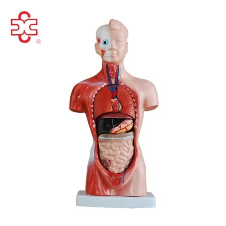 26CM PVC Torso 15 Parts Medical Science Human Body Model Mannequin Xincheng XC-203
