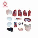 26CM PVC Torso 15 Parts Medical Science Human Body Model Mannequin Xincheng XC-203