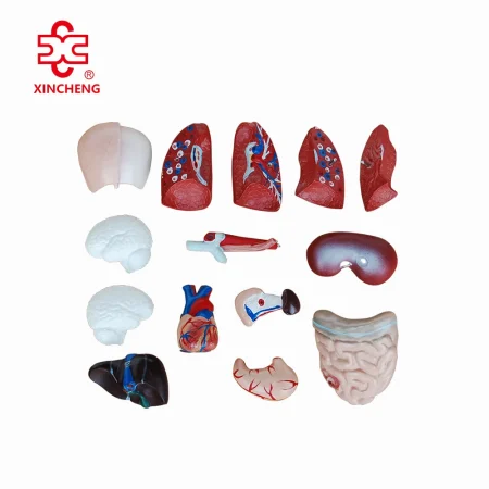 26CM PVC Torso 15 Parts Medical Science Human Body Model Mannequin Xincheng XC-203