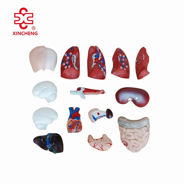 26CM PVC Torso 15 Parts Medical Science Human Body Model Mannequin Xincheng XC-203