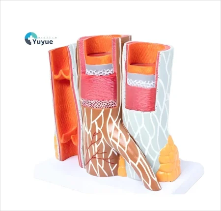 3D Detailed Arterial Venous Network Model for Clinics & Academic Research Educational Equipment for Anatomy Vascular System