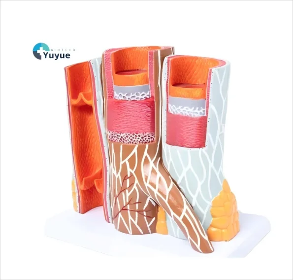 3D Detailed Arterial Venous Network Model for Clinics & Academic Research Educational Equipment for Anatomy Vascular System