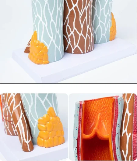 3D Detailed Arterial Venous Network Model for Clinics & Academic Research Educational Equipment for Anatomy Vascular System
