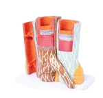 3D Detailed Arterial Venous Network Model for Clinics & Academic Research Educational Equipment for Anatomy Vascular System