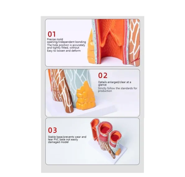 3D Detailed Arterial Venous Network Model for Clinics & Academic Research Educational Equipment for Anatomy Vascular System