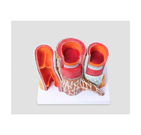 3D Detailed Arterial Venous Network Model for Clinics & Academic Research Educational Equipment for Anatomy Vascular System