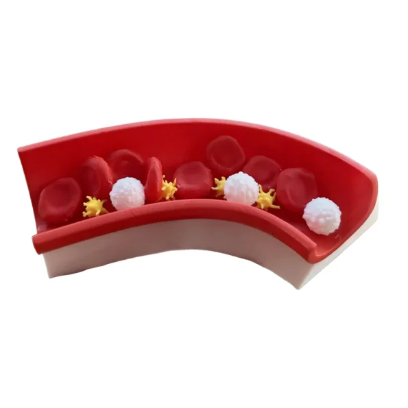 3D Printed Blood Vessel Wall Structure Model Blood Cell Circulation Demonstration Model for Biology Science Classroom