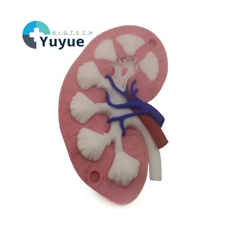 3D Printed Human Kidney Cross Section Anatomy Model Color Coded Renal Vessel Structure Demonstration Model