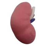 3D Printed Human Kidney Cross Section Anatomy Model Color Coded Renal Vessel Structure Demonstration Model
