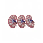 3D Printed Human Kidney Cross Section Anatomy Model Color Coded Renal Vessel Structure Demonstration Model