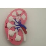 3D Printed Human Kidney Cross Section Anatomy Model Color Coded Renal Vessel Structure Demonstration Model