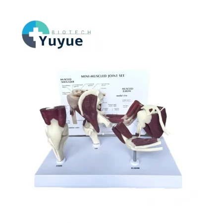 4 in 1 Human Mini Joint Anatomy Model Set Hip Knee Elbow Shoulder With Muscles for Teaching Display Learning Tool