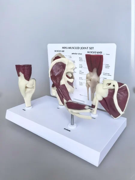 4 in 1 Human Mini Joint Anatomy Model Set Hip Knee Elbow Shoulder With Muscles for Teaching Display Learning Tool