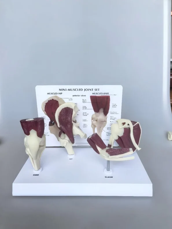 4 in 1 Human Mini Joint Anatomy Model Set Hip Knee Elbow Shoulder With Muscles for Teaching Display Learning Tool