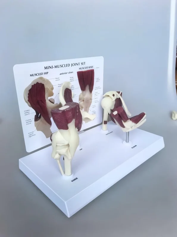 4 in 1 Human Mini Joint Anatomy Model Set Hip Knee Elbow Shoulder With Muscles for Teaching Display Learning Tool