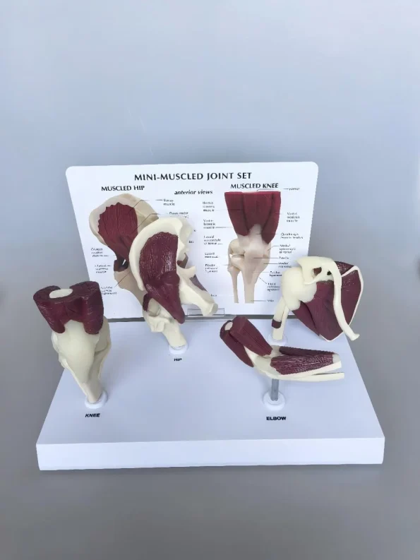 4 in 1 Human Mini Joint Anatomy Model Set Hip Knee Elbow Shoulder With Muscles for Teaching Display Learning Tool