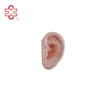 40CM Ear Acupuncture Model