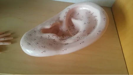 40CM Ear Acupuncture Model