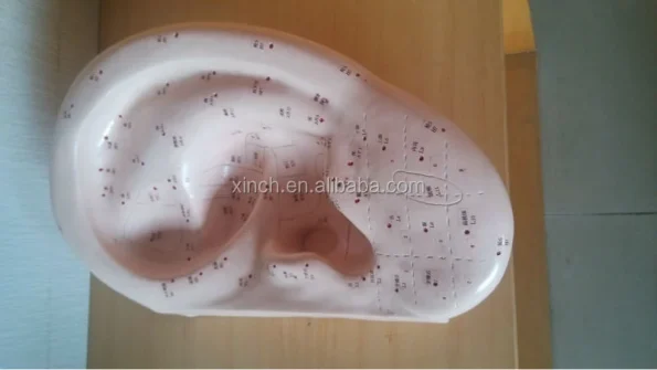 40CM Ear Acupuncture Model