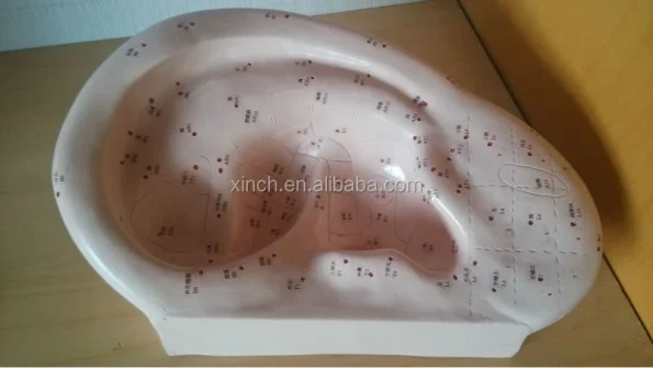 40CM Ear Acupuncture Model