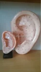 40CM Ear Acupuncture Model