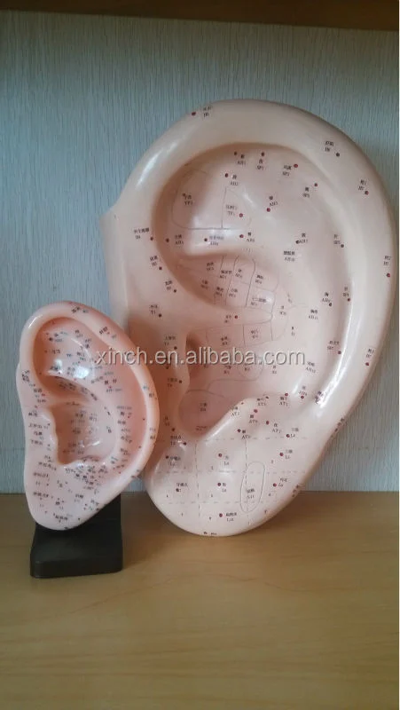 40CM Ear Acupuncture Model