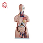 40parts 85cm PVC Medical Training Sexes Torso Model XC-208 by Xinch ISO Certified 14-Month Warranty Made in China