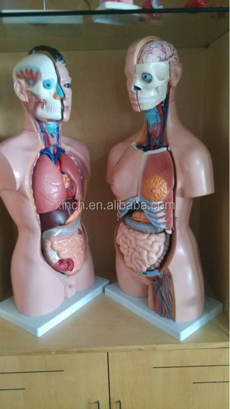 40parts 85cm PVC Medical Training Sexes Torso Model XC-208 by Xinch ISO Certified 14-Month Warranty Made in China