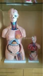 40parts 85cm PVC Medical Training Sexes Torso Model XC-208 by Xinch ISO Certified 14-Month Warranty Made in China