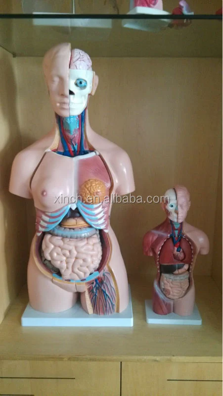 40parts 85cm PVC Medical Training Sexes Torso Model XC-208 by Xinch ISO Certified 14-Month Warranty Made in China