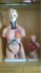 40parts 85cm PVC Medical Training Sexes Torso Model XC-208 by Xinch ISO Certified 14-Month Warranty Made in China