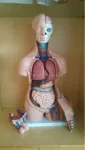 40parts 85cm PVC Medical Training Sexes Torso Model XC-208 by Xinch ISO Certified 14-Month Warranty Made in China