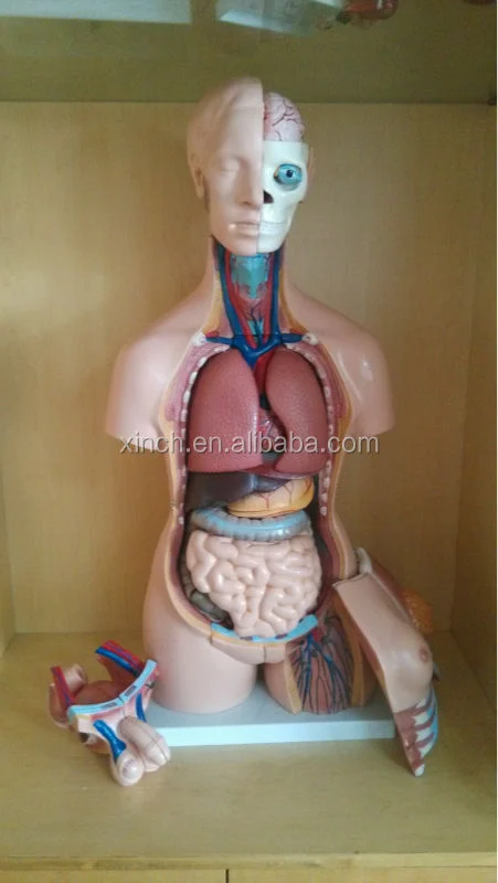 40parts 85cm PVC Medical Training Sexes Torso Model XC-208 by Xinch ISO Certified 14-Month Warranty Made in China