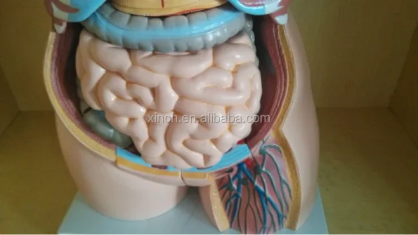 40parts 85cm PVC Medical Training Sexes Torso Model XC-208 by Xinch ISO Certified 14-Month Warranty Made in China