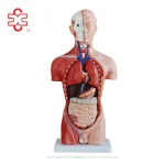 42CM 13-Piece PVC Human Anatomy Male Torso Model ISO Certified 14-Month Warranty XC-202A for Medical & School Use XC Brand
