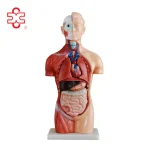 42CM Sexless Torso Mannequin PVC Material XC Brand Medical Teaching Model
