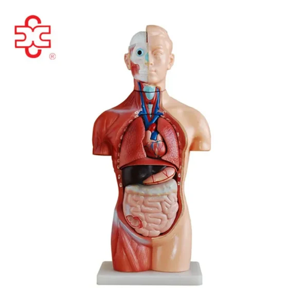 42CM Sexless Torso Mannequin PVC Material XC Brand Medical Teaching Model