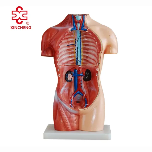 42CM Sexless Torso Mannequin PVC Material XC Brand Medical Teaching Model