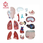 42CM Sexless Torso Mannequin PVC Material XC Brand Medical Teaching Model
