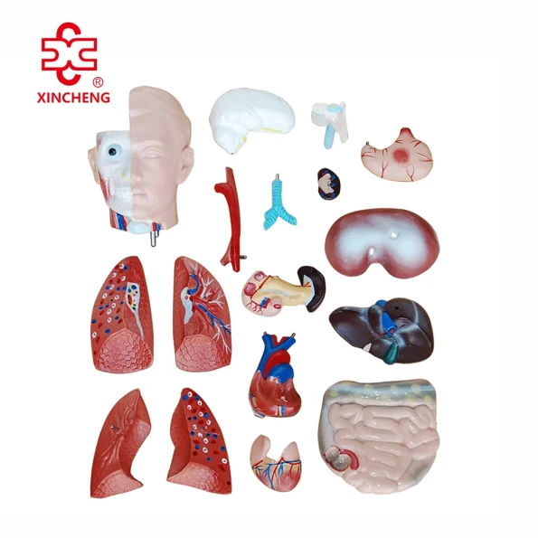 42CM Sexless Torso Mannequin PVC Material XC Brand Medical Teaching Model