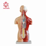 42CM Sexless Torso Mannequin PVC Material XC Brand Medical Teaching Model