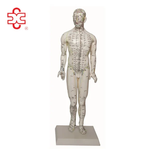 46cm Male Acupuncture Human Body Model