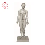 48cm Female Acupuncture PVC Manikin Medical Model Xincheng XC-504