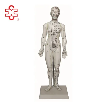 48cm Female Acupuncture PVC Manikin Medical Model Xincheng XC-504