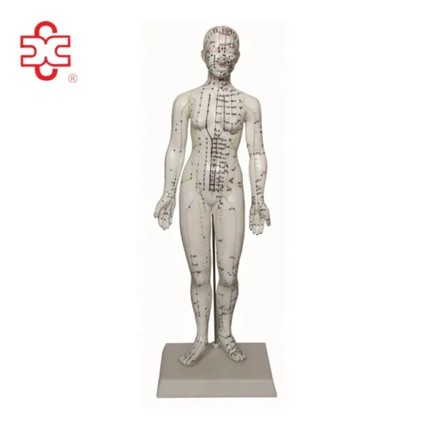 48cm Female Acupuncture PVC Manikin Medical Model Xincheng XC-504